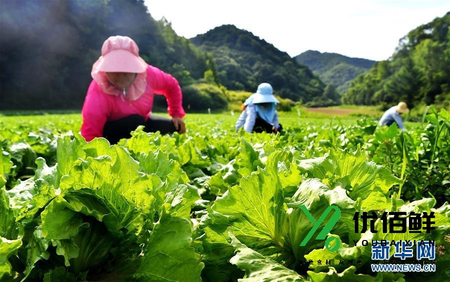 太白山高山蔬菜基地