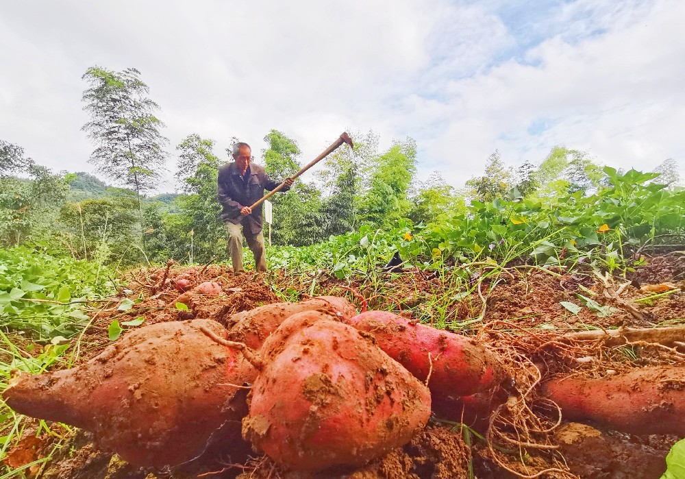 河南汝阳柏树乡红薯种植基地